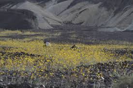 If you get the chance to see a bloom in death valley, especially a super bloom, you should take the opportunity to see it because it could be a once in a lifetime opportunity. Death Valley S 2017 Attendance Just Misses Setting All Time Record Press Enterprise