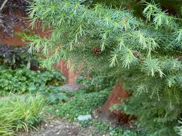 Image result for Cryptomeria