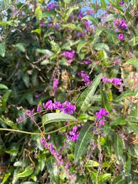 Image result for Hardenbergia