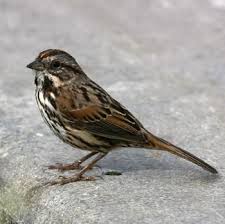 Birds In My Area Now Song Sparrow Are At My Feeder Now You Want These Birds In Your Yard Their Melody Is Uplifting And Amazing Backyard Birds Song Sparrow Common Birds