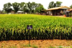 The gross development value of this project is rm152.7 million and aims at being a farming community. Agricultural Land Outperforms Market In 2016 The Edge Markets