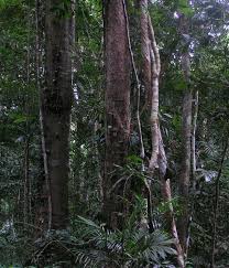 ‫غابة‬‎ ile ilgili görsel sonucu