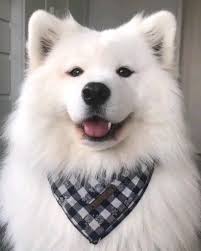 Mary J Ragsdale Adli Kullanicinin Dogs Panosundaki Pin 2020 Samoyed Komik Hayvan Komik Kopek Fotograflari