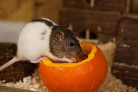 Lernen sie, erste anzeichen richtig zu deuten. Ratten Im Haus Wirksam Vertreiben Und Bekampfen Putzfrau 24 Ihre Haushaltshilfe Putzt Und Bugelt Fur Sie