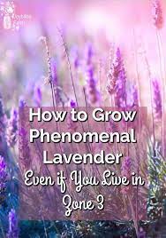How To Grow Phenomenal Lavender Even If You Live In Zone 3 Joybilee Farm Diy Herbs Gardenin Growing Lavender Gardening For Beginners Lavender Herb