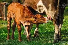 Calf Sucking Milk Stock Photo, Picture and Royalty Free Image. Image  35240594.