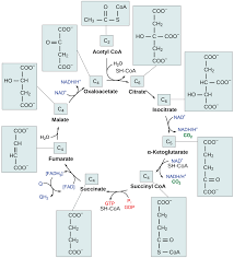 Oxidative Decarboxylation (Conversion Of Pyruvate To Acetyl Coa) | Online  Biochemistry Notes