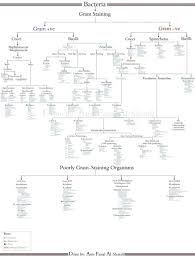 58 Unbiased Microbiology Identification Chart