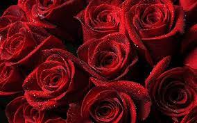 Scarica Sfondi Rose Rosse La Rugiada Le Gemme Le Gocce D Acqua Besthqwallpapers Com Carta Da Parati A Fiori Rose Rosse Sfondi Rosa Non c'e bisogno di essere un designer professionista per farlo. scarica sfondi rose rosse la rugiada