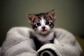 Free download cute hello kitty wallpaper hello kitty bo for desktop, mobile & tablet. Cute Kittens Wallpapers For Mobile Wallpaper Cave