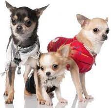 Como Adiestrar Facil A Tu Perro La Ropa Para Los Perros Chihuahua Casetas Para Perros Perros Chihuahua Ropa Para Perros