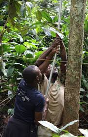 Image result for Pauridiantha dewevrei