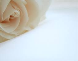 Rose In The Corner On White Background For Powerpoint Flower Ppt