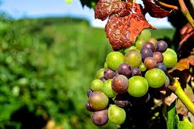 Check spelling or type a new query. Grapevines Hd Wallpapers Free Download Wallpaperbetter