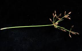 Image result for Fimbristylis dichotoma