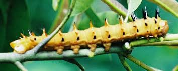 Image result for Lannea antiscorbutica