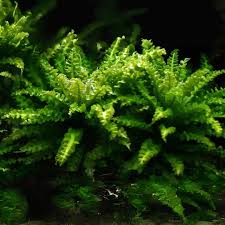 Image result for Pogostemon rogersii