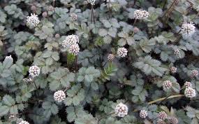 Description · chameleon plant is a perennial ground cover. Ground Covers For Sun At Portland Nursery