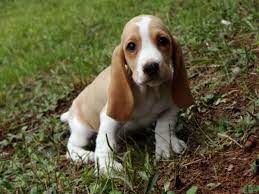 Basset Hound Puppies In Ga Basset Hound Breeders Basset Hound Basset Hound Puppy
