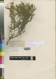 Image result for Melolobium