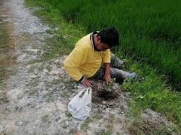 Institut pertanian bogor adalah sebuah perguruan tinggi pertanian negeri yang berkedudukan di bogor. Department Of Agriculture Negeri Sembilan Department Of Agriculture Negeri Sembilan