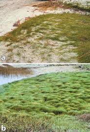 Image result for Paspalum vaginatum