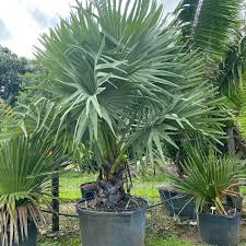 Image result for Borassus aethiopum