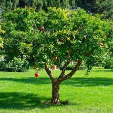 Tree climate zones hardiness or climate zones are used as a tool for gardeners and orchardists to guide in selecting appropriate fruit trees for particular areas. What Are Some Of The Benefits Of Pomegranate Natures Garden Fragrance Oils