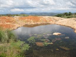 Image result for Lindernia conferta