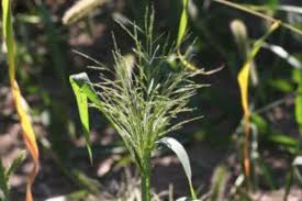 Image result for Panicum calvum