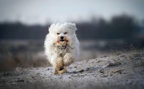 The forsyth kennel club, as a member akc recognized bronze breeder of merit. Puppy Care 3 B S Havanese