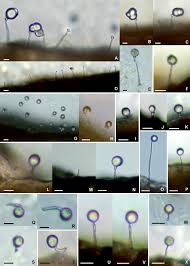 Image result for Ixora kalehensis