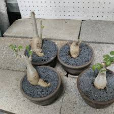 Image result for Sterculia rogersii