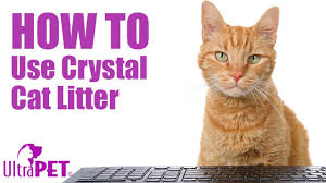 You could get away with an inch or two in the box for cats that don't do a ton of digging, if you're diligent with scooping multiple times per day, and if. How To Use Non Clumping Crystal Cat Litter Youtube