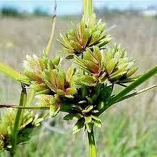 Image result for Cyperus tomaiophyllus