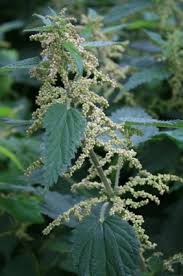 Image result for Urtica