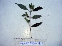 Image result for Dicliptera laxata