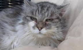 Feline De La Spa De Chilleurs Aux Bois Spa