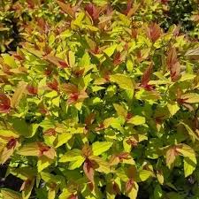 1 to 20 feet tall, 3 to 10 feet wide, depending on variety bloom time: 10 Great Low Maintenance Dwarf Shrubs Gullo S Garden Center