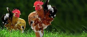 We did not find results for: Mengenal Ayam Serama Asli Dari Jenis Perawatan Harga Terbaru