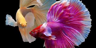 Berikut ini adalah cara budidaya ikan koi dan perawatannya yang benar: Bisakah Ikan Cupang Hidup Berdampingan Di Akuarium Yang Sama Halaman All Kompas Com