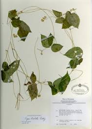 Image result for Acalypha brachystachya