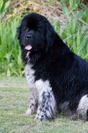 Pin On Newfoundlands
