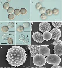 Image result for Urochloa umbellata