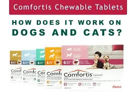 Comfortis For Cats Evergreenre Co