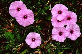 Image result for Ipomoea tenuipes