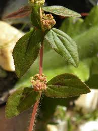 Image result for Euphorbia granulata