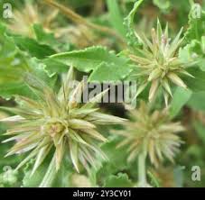 Image result for Cyathula lanceolata