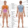 The rib cage is the arrangement of ribs attached to the vertebral column and sternum in the thorax of most vertebrates, that encloses and protects the heart and lungs. 1