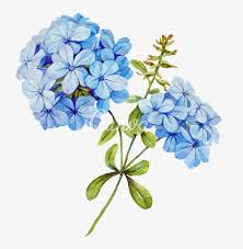 From a vintage book, this blue hydrangea flower print would make a beautiful addition to any home. Invitation Square Dark Teal With Watercolor Hydrangea Blue Jasmine Flower Transparent Png 741x800 Free Download On Nicepng